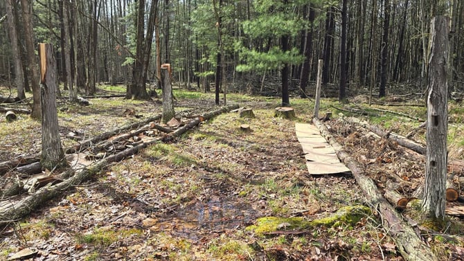 Building a Blackberry Orchard in the Finger Lakes: From Raw Land to Raised Rows