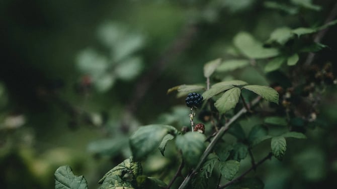 Finding Our FLX: The First Step in Growing a Blackberry Farm in the Finger Lakes