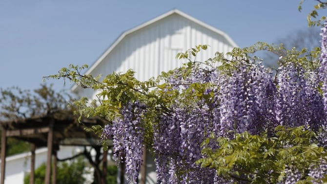 Unveiling the Secrets of Keuka Lake Vineyards: An In-Depth Guide to Finger Lakes' Wine Haven