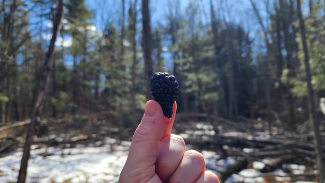 Preparing Site #1 for Blackberry Planting at North Forest Farms