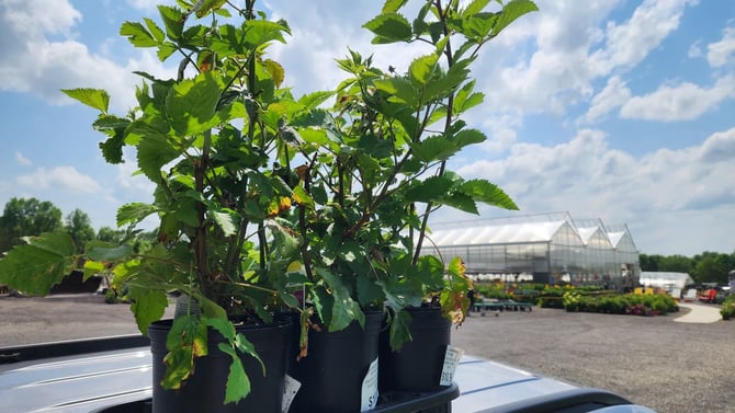 Finding Prime-Ark Freedom Blackberries at Keuka View: A Lucky Farm Discovery